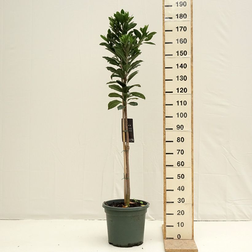 Exemplar von Pouteria obovata - Lucuma Topf mit 20L/25L wie im Frühjahr geliefert