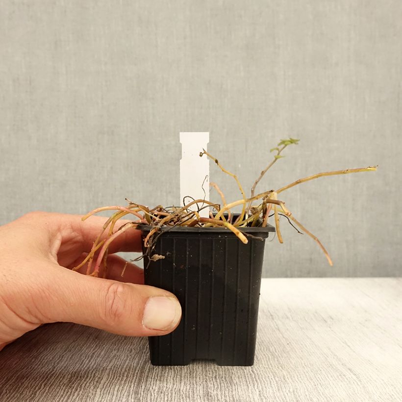 Exemplar von Pratia pedunculata Alba - Teppichlobelie Kleine Töpfe von 8/9 cm wie im Herbst geliefert
