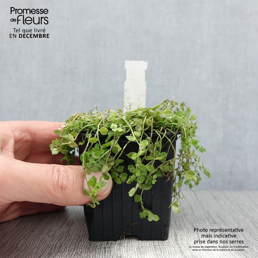 Exemplar von Pratia pedunculata Alba - Teppichlobelie Kleine Töpfe von 8/9 cm wie im Winter geliefert