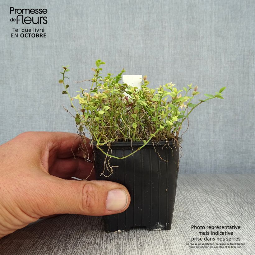 Exemplar von Pratia pedunculata County Park - Teppichlobelie Kleine Töpfe von 8/9 cm wie im Herbst geliefert