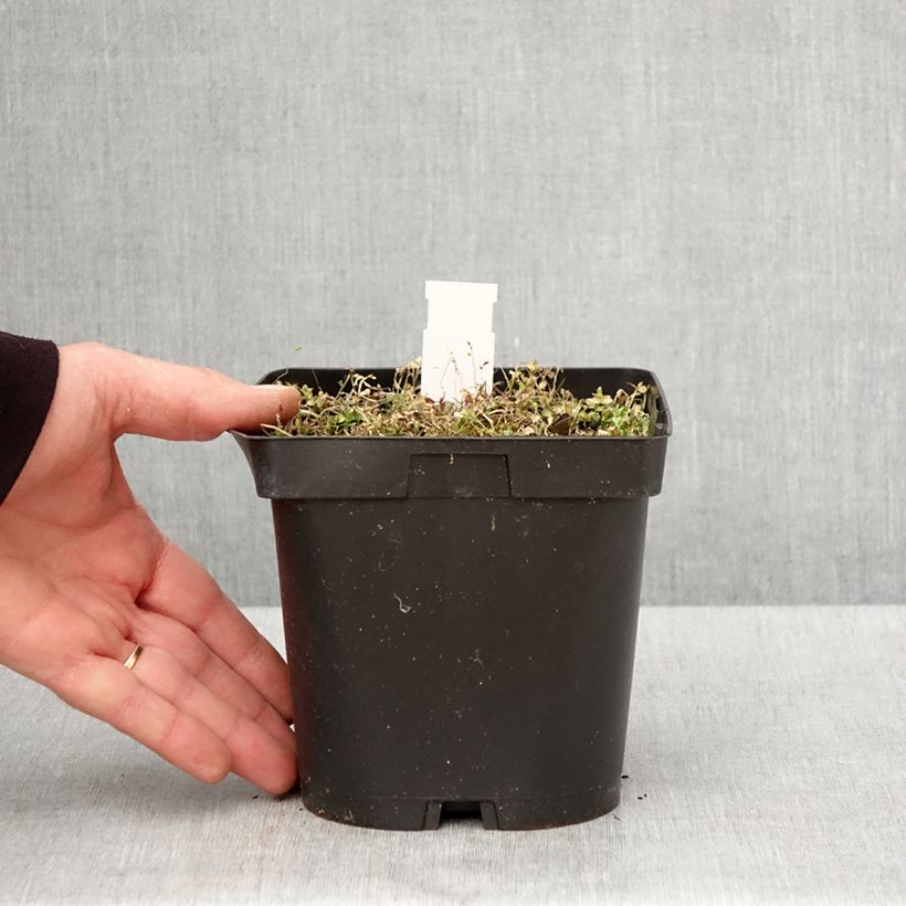 Exemplar von Pratia pedunculata County Park - Teppichlobelie Topf mit 2L/3L wie im Frühjahr geliefert