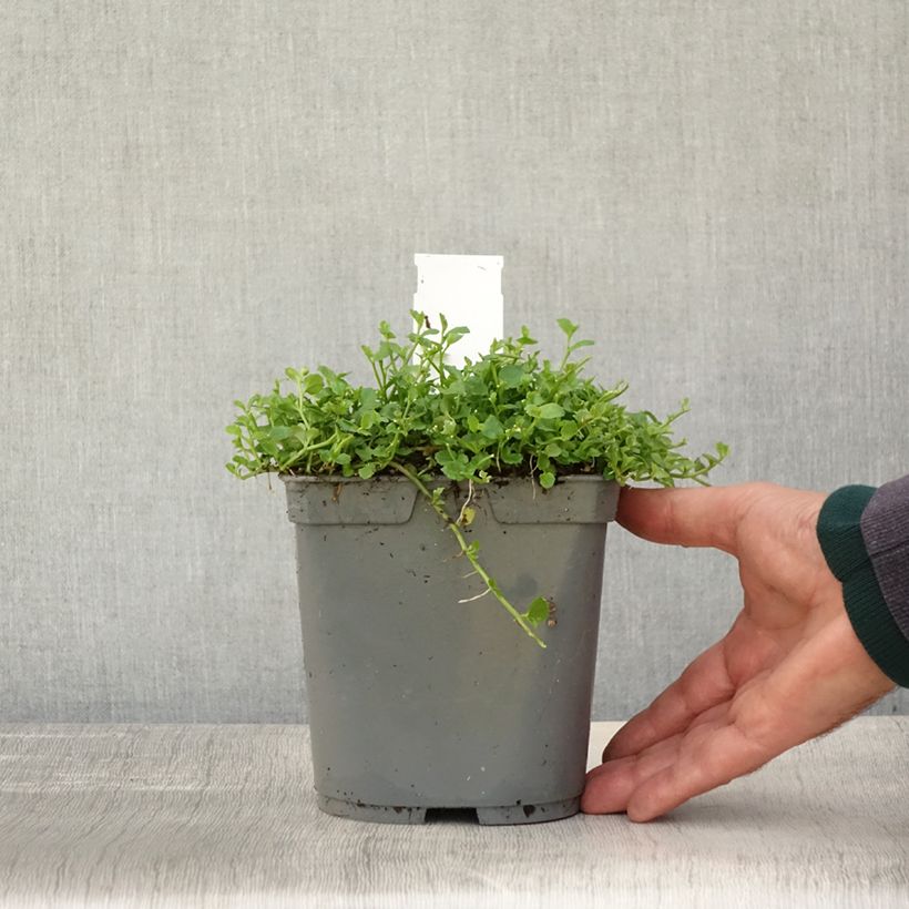 Exemplar von Pratia pedunculata - Teppichlobelie Topf mit 2L/3L wie im Herbst geliefert