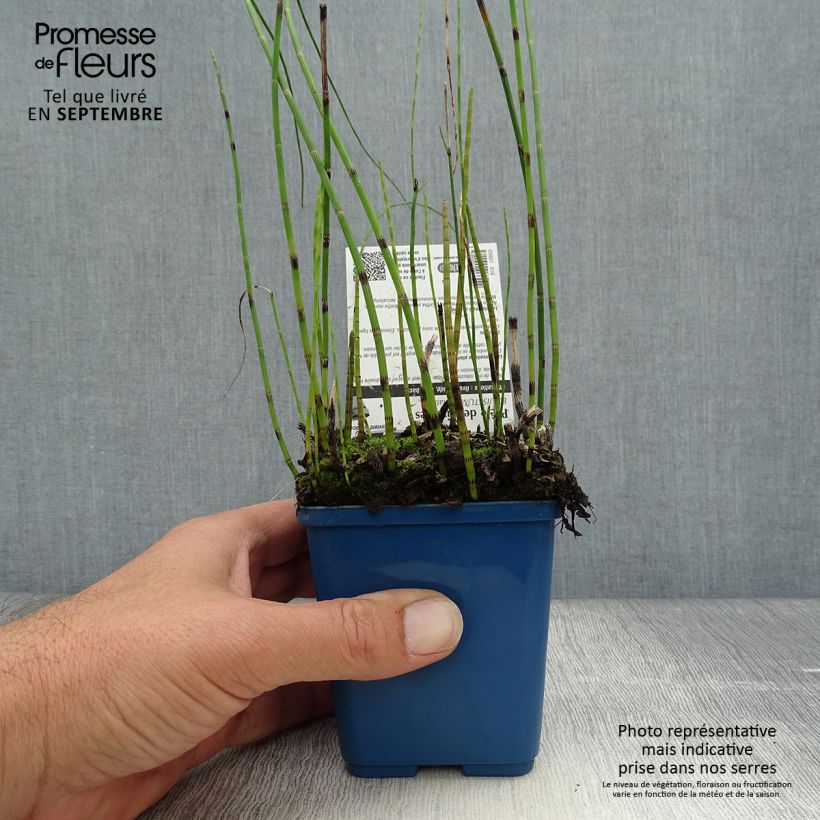 Exemplar von Equisetum fluviatile - Teich-Schachtelhalm Kleine Töpfe von 8/9 cm wie im Herbst geliefert
