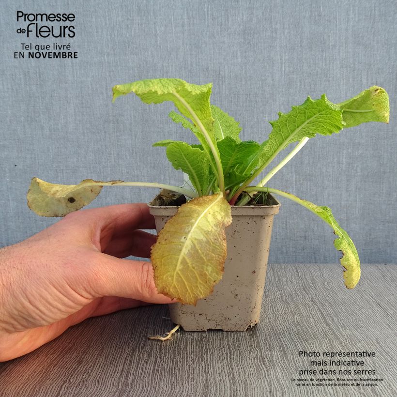 Exemplar von Primula pulverulenta - Primel Kleine Töpfe von 8/9 cm wie im Herbst geliefert