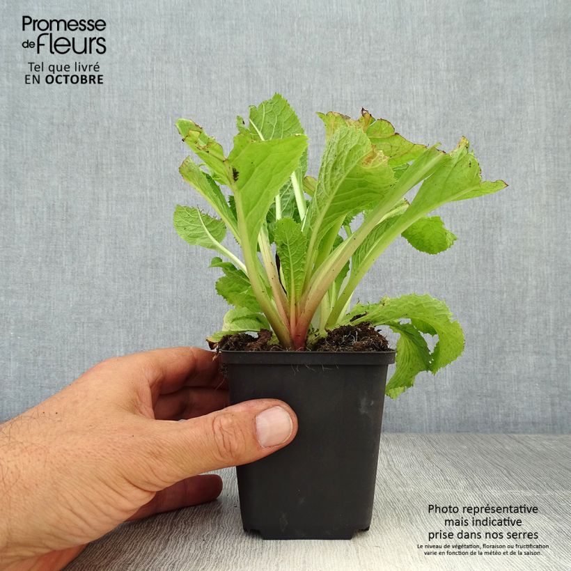 Exemplar von Primula japonica Apple Blossom - Etagen-Primel Kleine Töpfe von 8/9 cm wie im Herbst geliefert