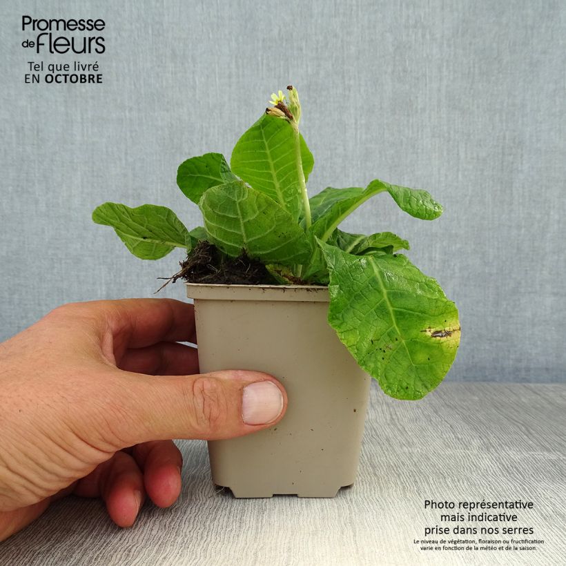 Exemplar von Hohe Schlüsselblume double Rubens - Primula Kleine Töpfe von 8/9 cm wie im Herbst geliefert