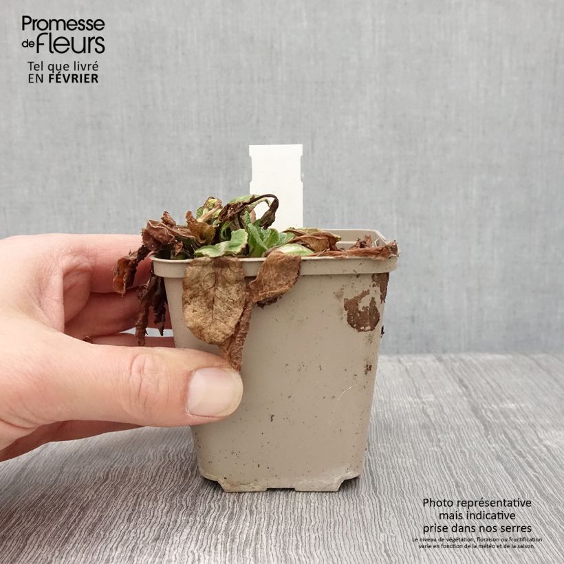 Exemplar von Primula Elizabeth Killelay - Kissenprimel Kleine Töpfe von 8/9 cm wie im Winter geliefert