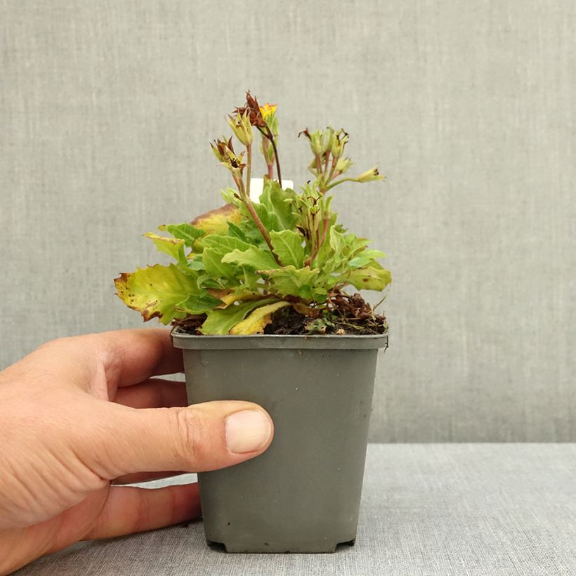 Exemplar von Primula polyantha Oak Leaf Yellow Picotee - Primel Kleine Töpfe von 8/9 cm wie im Sommer geliefert