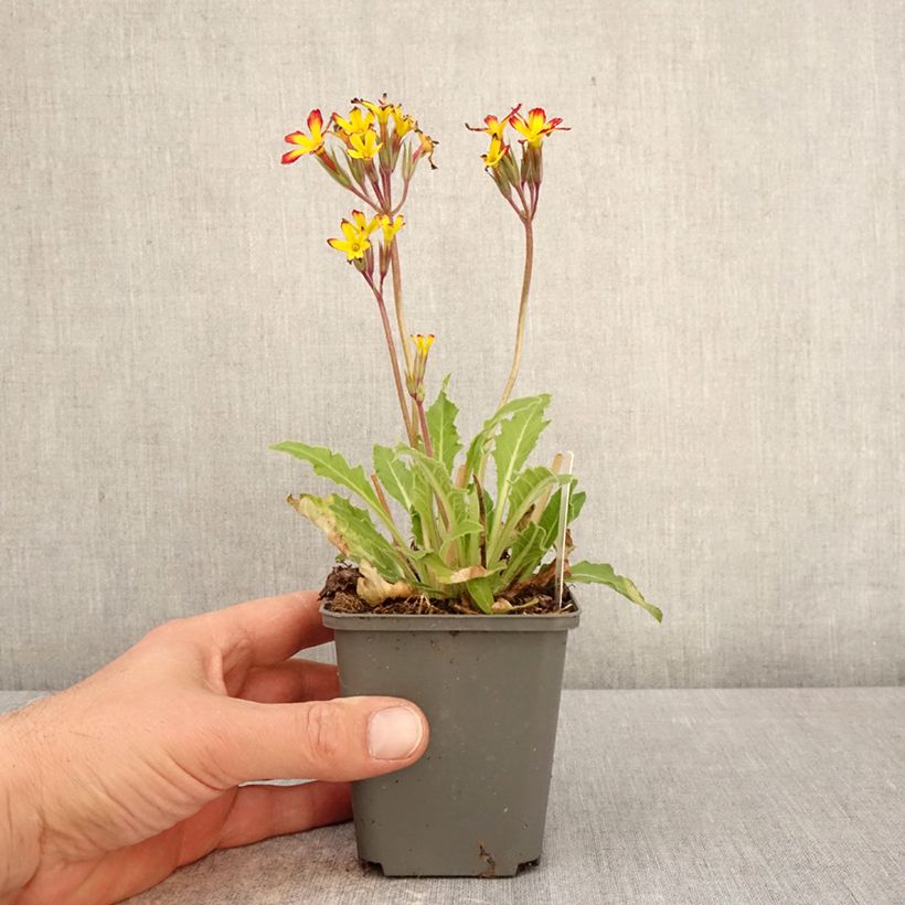 Exemplar von Primula polyantha Oak Leaf Yellow Picotee - Primel Kleine Töpfe von 8/9 cm wie im Frühjahr geliefert