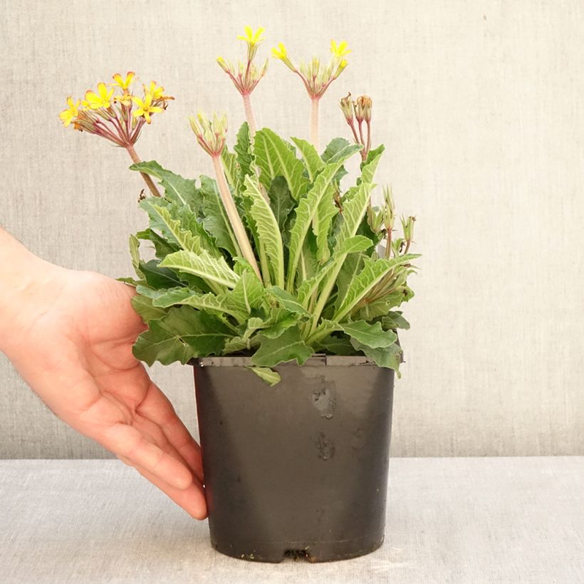 Exemplar von Primula polyantha Oak Leaf Yellow Picotee - Primel Topf mit 2L/3L wie im Winter geliefert