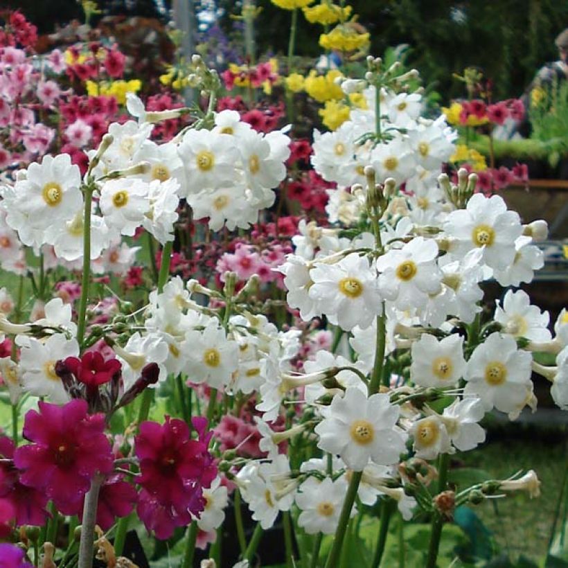 Primula japonica Alba - Etagen-Primel (Blüte)
