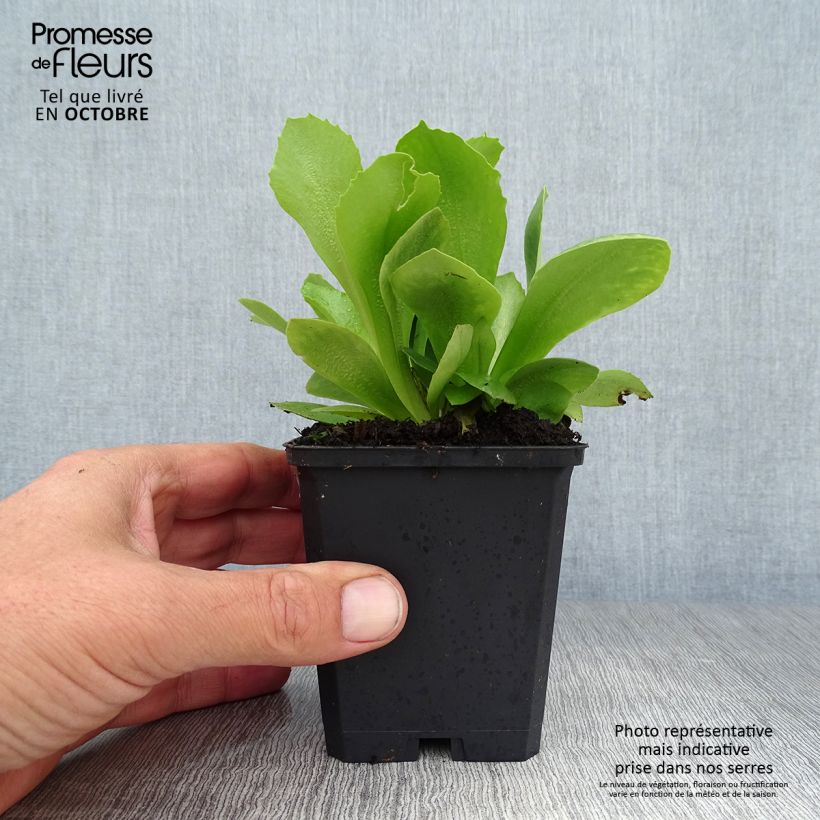 Exemplar von Primula pubescens Mix - Primel Kleine Töpfe von 8/9 cm wie im Herbst geliefert