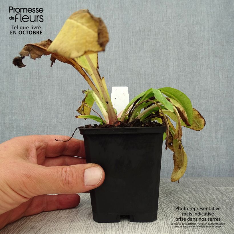 Exemplar von Primula denticulata Cashmeriana - Kugelprimel Kleine Töpfe von 8/9 cm wie im Herbst geliefert