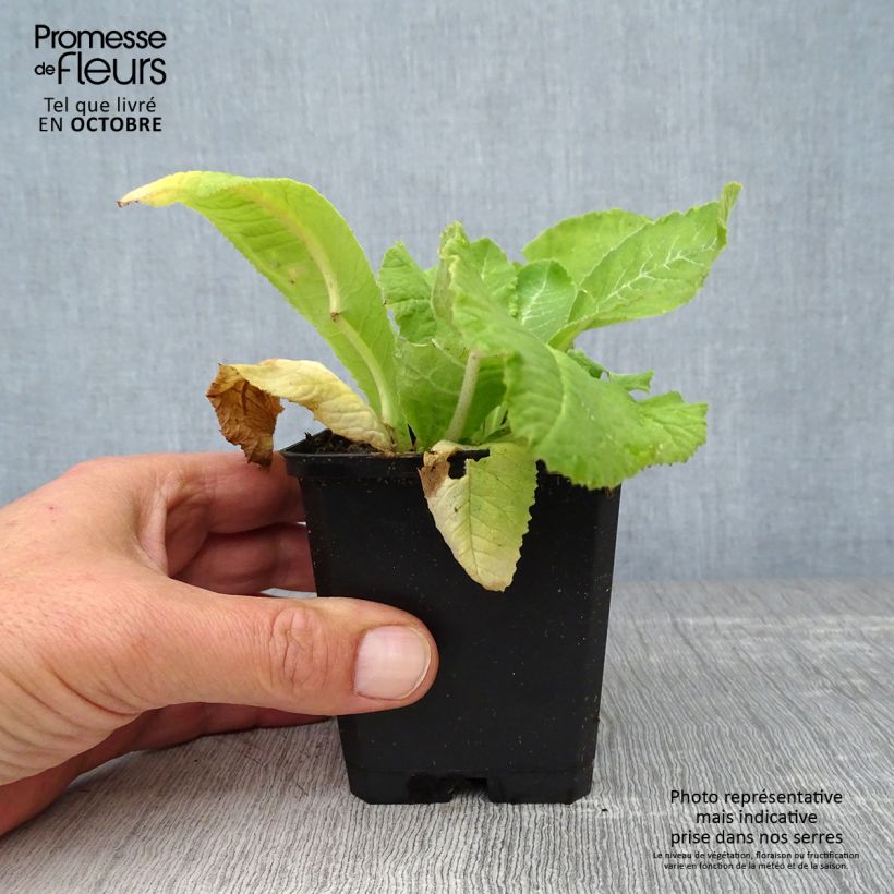 Exemplar von Primula denticulata Rubin - Kugelprimel Kleine Töpfe von 8/9 cm wie im Herbst geliefert