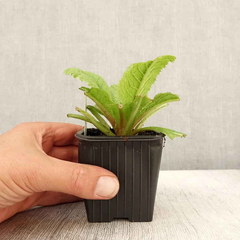 Exemplar von Primula japonica - Etagen-Primel Kleine Töpfe von 8/9 cm wie im Herbst geliefert