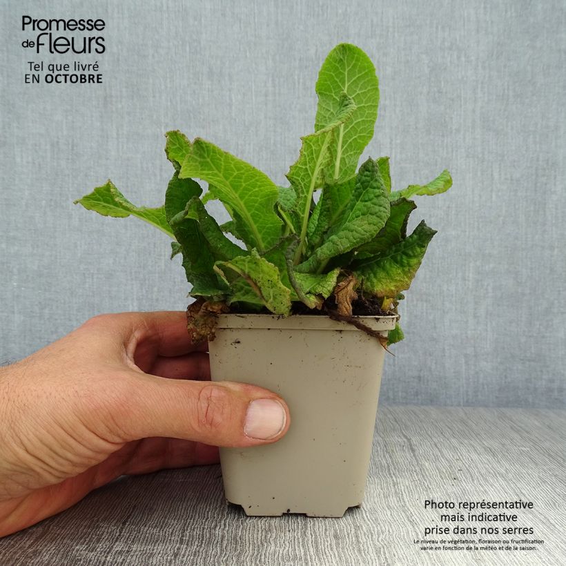 Exemplar von Primula Strong Beer - Kissenprimel Kleine Töpfe von 8/9 cm wie im Herbst geliefert