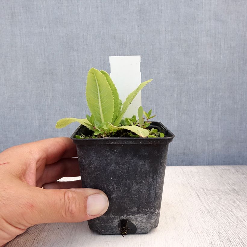 Exemplar von Primula denticulata Prom Lilac - Kugelprimel Kleine Töpfe von 8/9 cm wie im Sommer geliefert