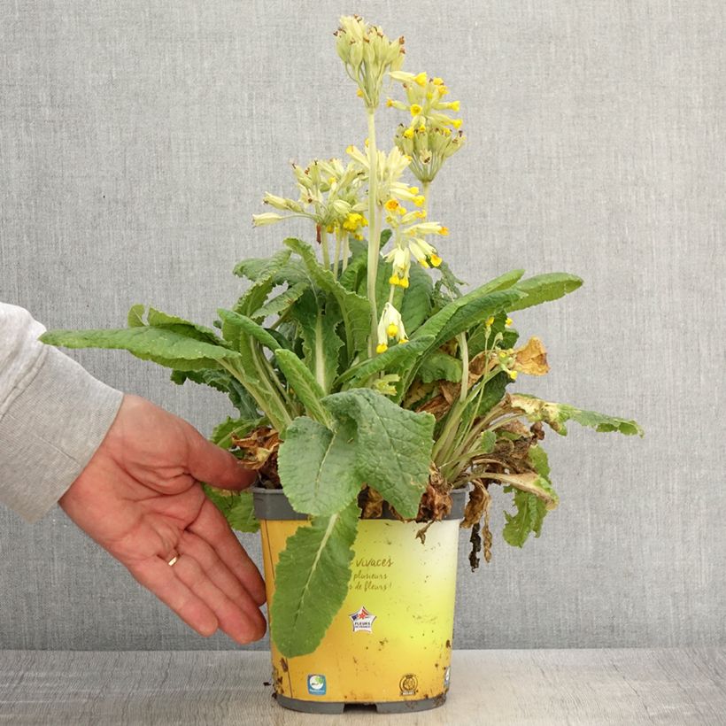 Exemplar von Gelbe Stängellose Schlüsselblume - Primula vulgaris Topf mit 2L/3L wie im Frühjahr geliefert