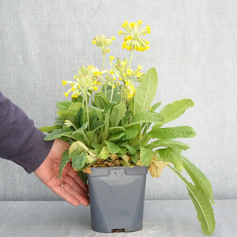 Exemplar von Gelbe Stängellose Schlüsselblume - Primula vulgaris Topf mit 2L/3L wie im Frühjahr geliefert