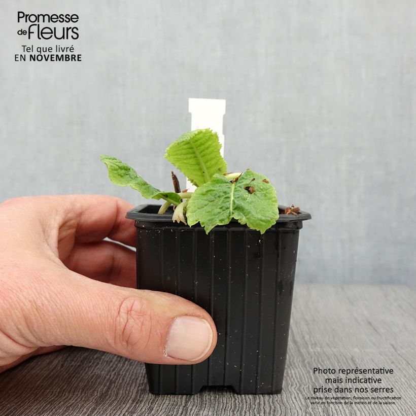 Exemplar von Primula beesiana - Etagen-Primel Kleine Töpfe von 8/9 cm wie im Herbst geliefert