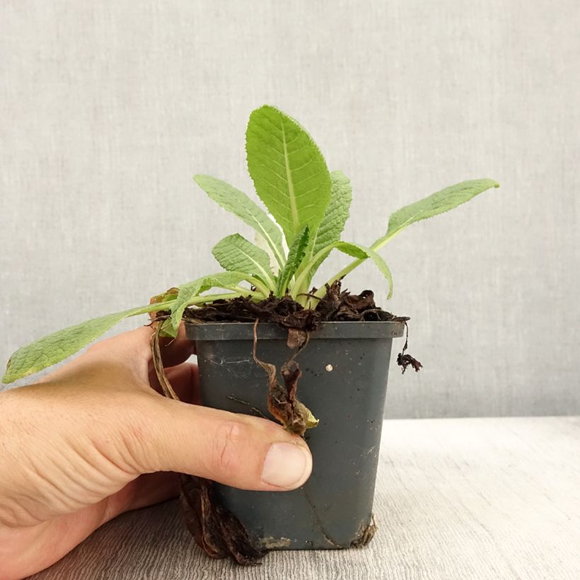 Exemplar von Primula florindae - Tibetische Schlüsselblume Kleine Töpfe von 8/9 cm wie im Herbst geliefert