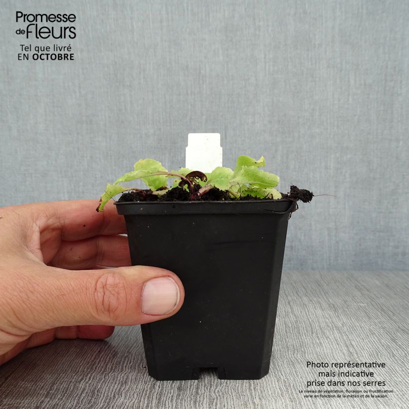 Exemplar von Primula juliae Wanda - Primel Kleine Töpfe von 8/9 cm wie im Herbst geliefert