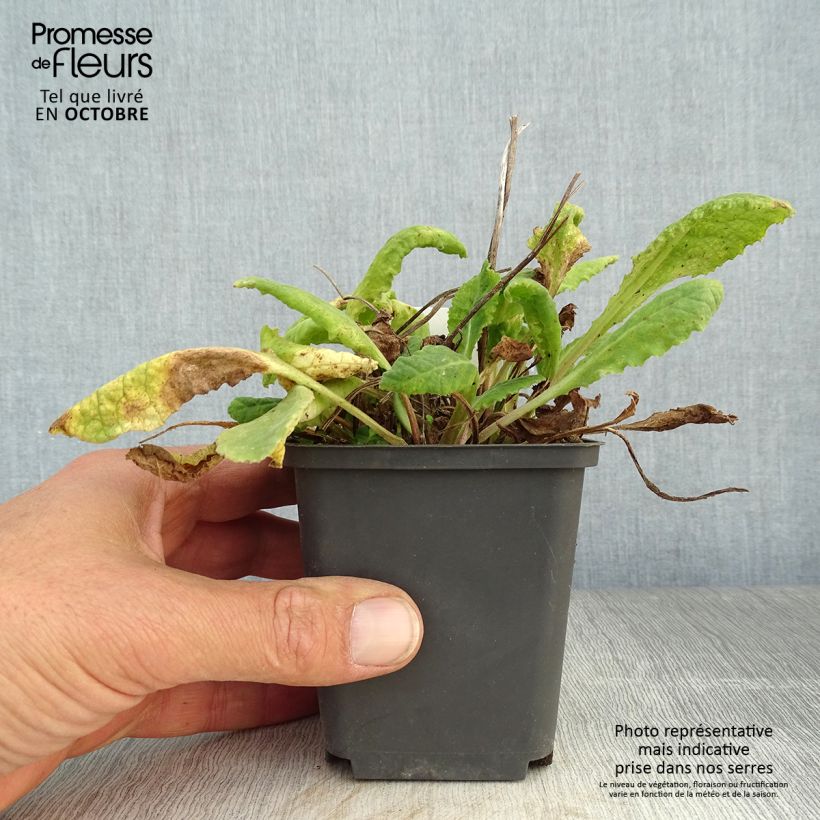 Exemplar von Primula veris - Primel Kleine Töpfe von 8/9 cm wie im Herbst geliefert