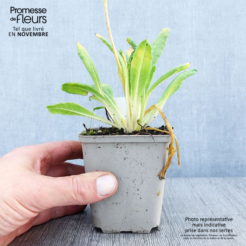 Exemplar von Primula vialii Alison Holland - Primel Kleine Töpfe von 8/9 cm wie im Herbst geliefert
