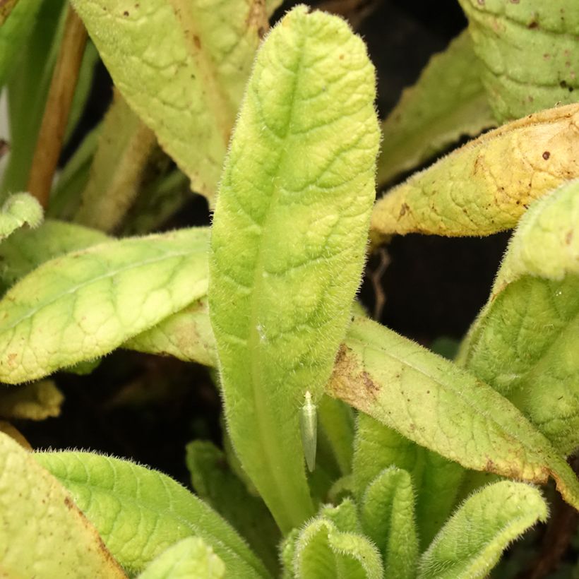 Primula vialii Alison Holland - Primel (Laub)