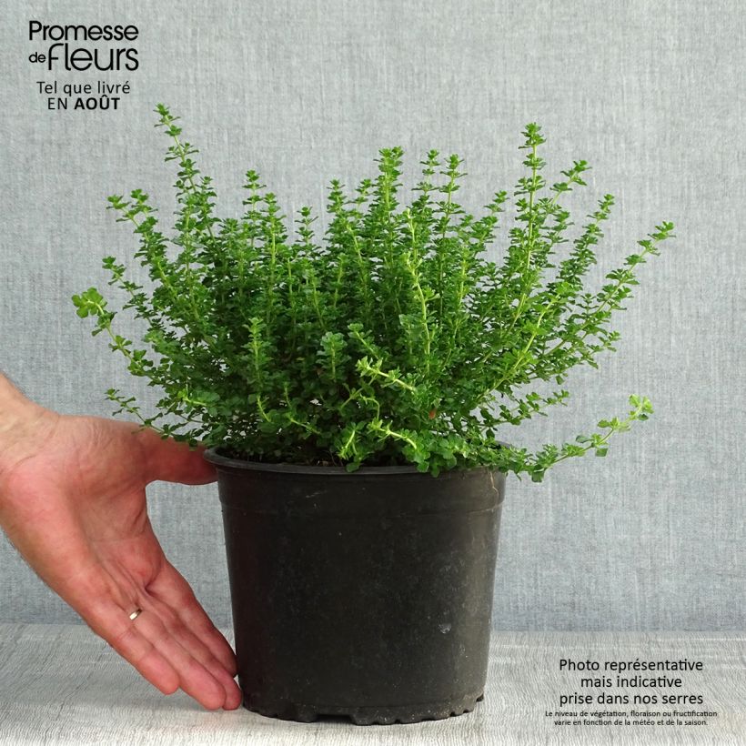 Exemplar von Prostanthera cuneata - Minzbusch Topf mit 2L/3L wie im Sommer geliefert