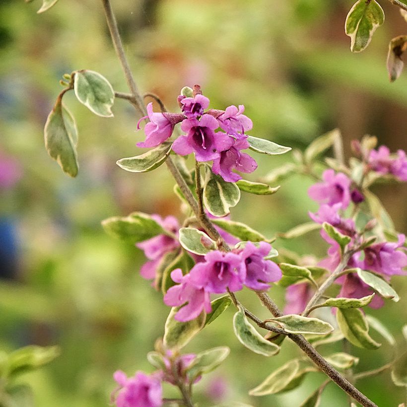 Prostanthera ovalifolia Variegata - Minzbusch (Blüte)