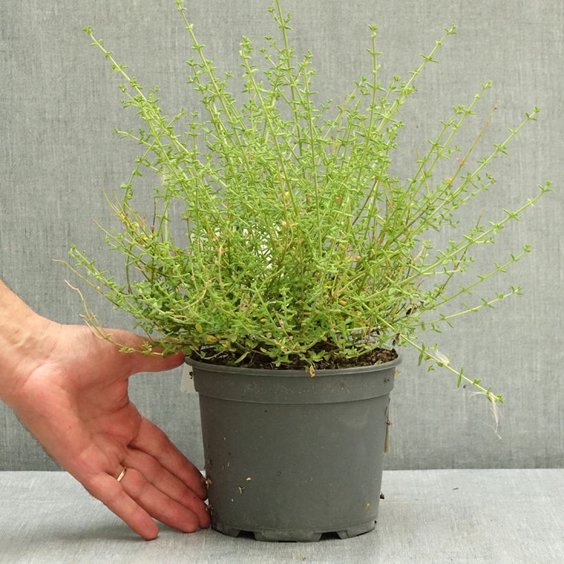 Exemplar von Prostanthera Rosetta - Menthe australienne Pot de 2L/3L wie im Sommer geliefert