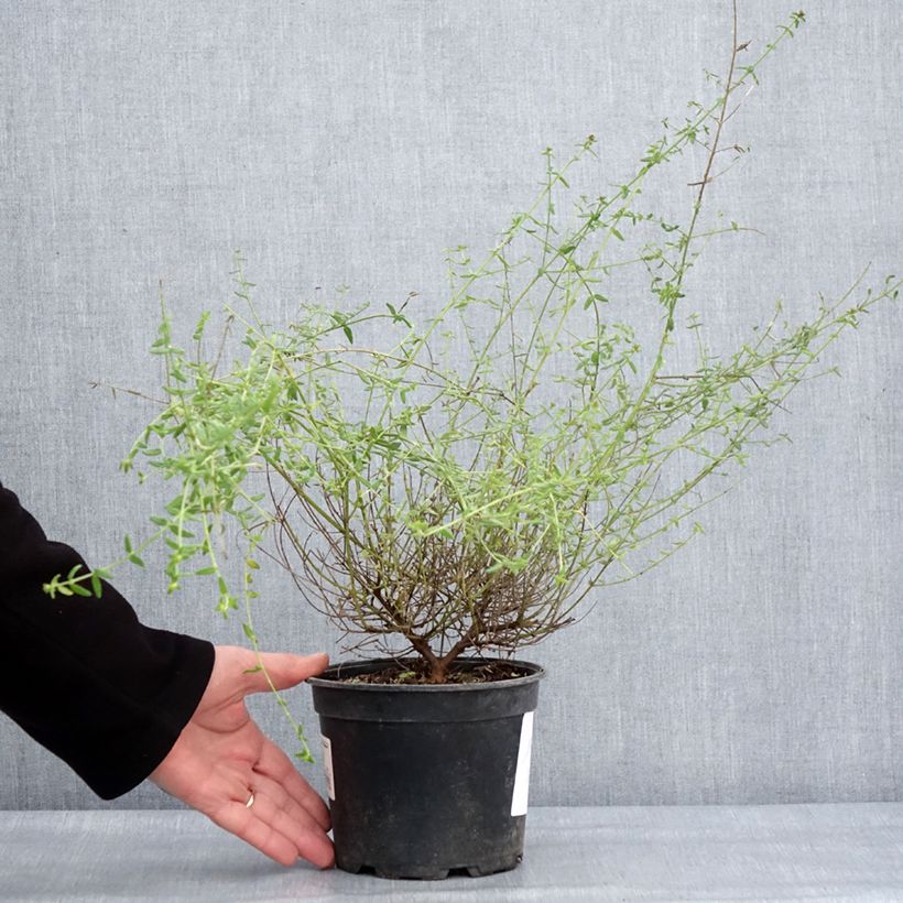 Exemplar von Prostanthera rotundifolia Rosetta - Minzbusch Topf mit 2L/3L wie im Winter geliefert