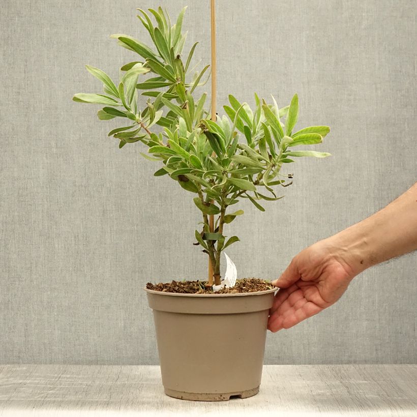 Exemplar von Protea Pink Ice Topf mit 4L/5L wie im Sommer geliefert