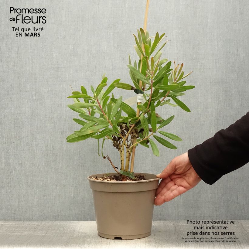 Exemplar von Protea Pink Ice Topf mit 4L/5L wie im Frühjahr geliefert