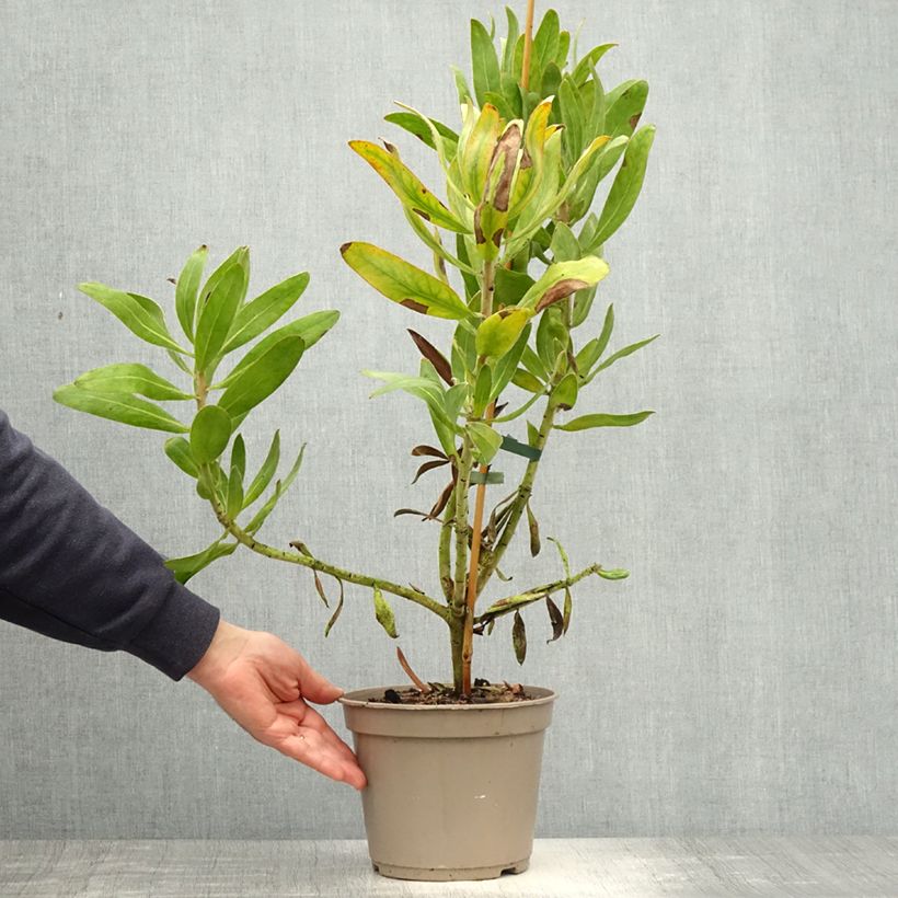 Exemplar von Protea Susara Topf mit 4L/5L wie im Frühjahr geliefert