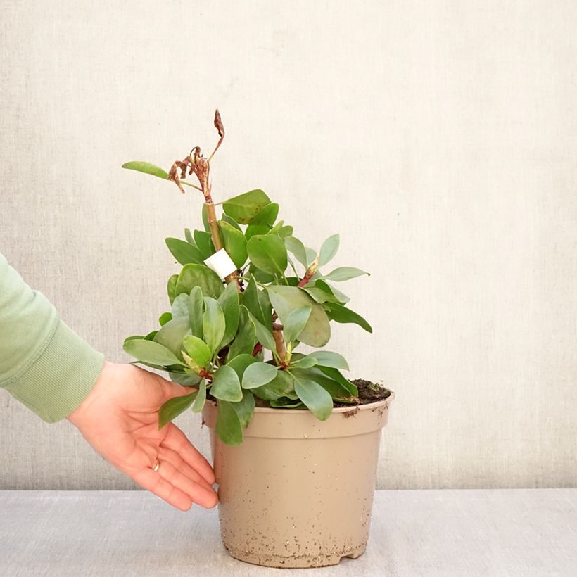 Exemplar von Protea cynaroides Topf mit 4L/5L wie im Winter geliefert