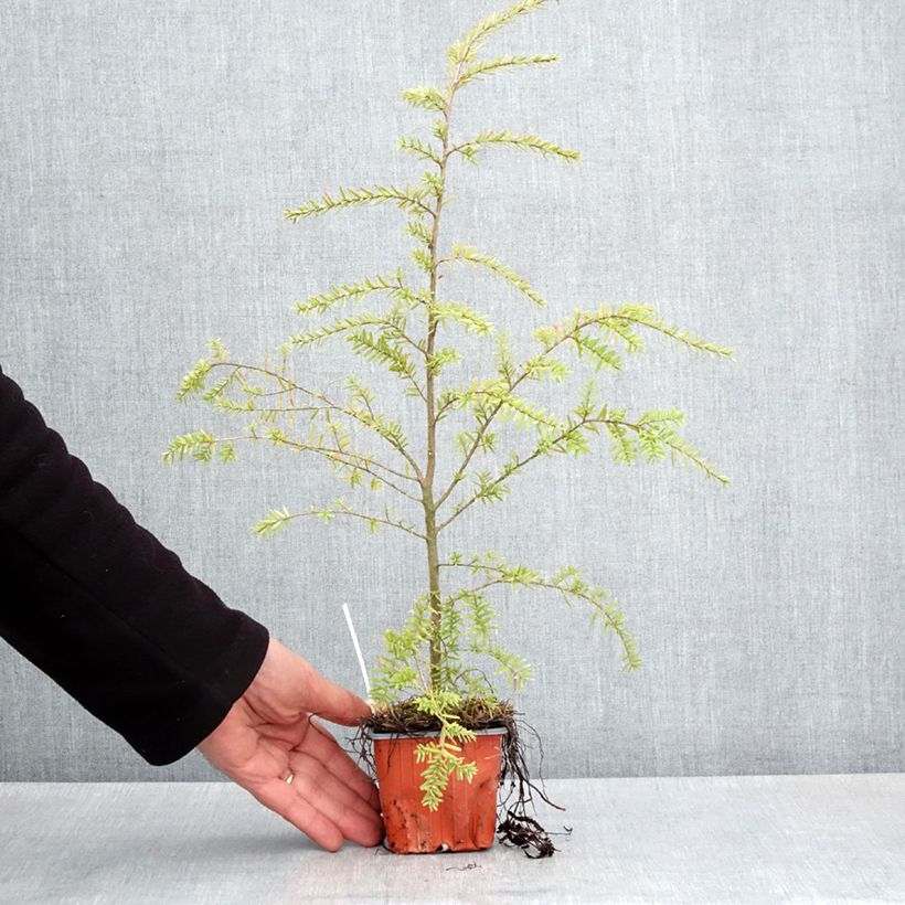 Exemplar von Tsuga heterophylla - Hemlockstanne Kleine Töpfe von 8/9 cm wie im Frühjahr geliefert