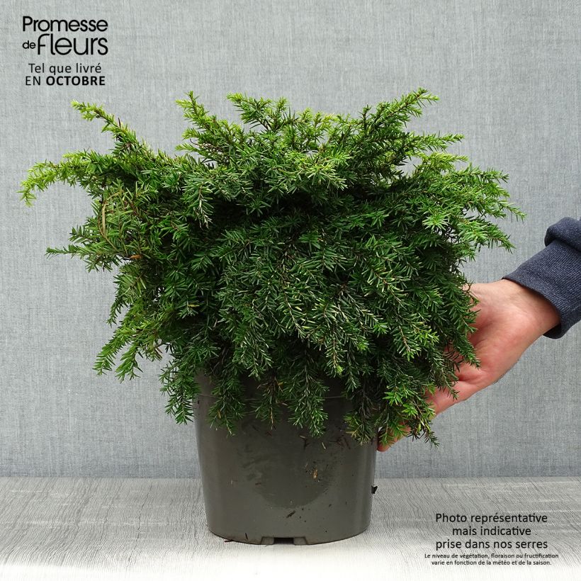 Exemplar von Tsuga canadensis Nana - Hemlockstanne Topf mit 3L/4L wie im Herbst geliefert