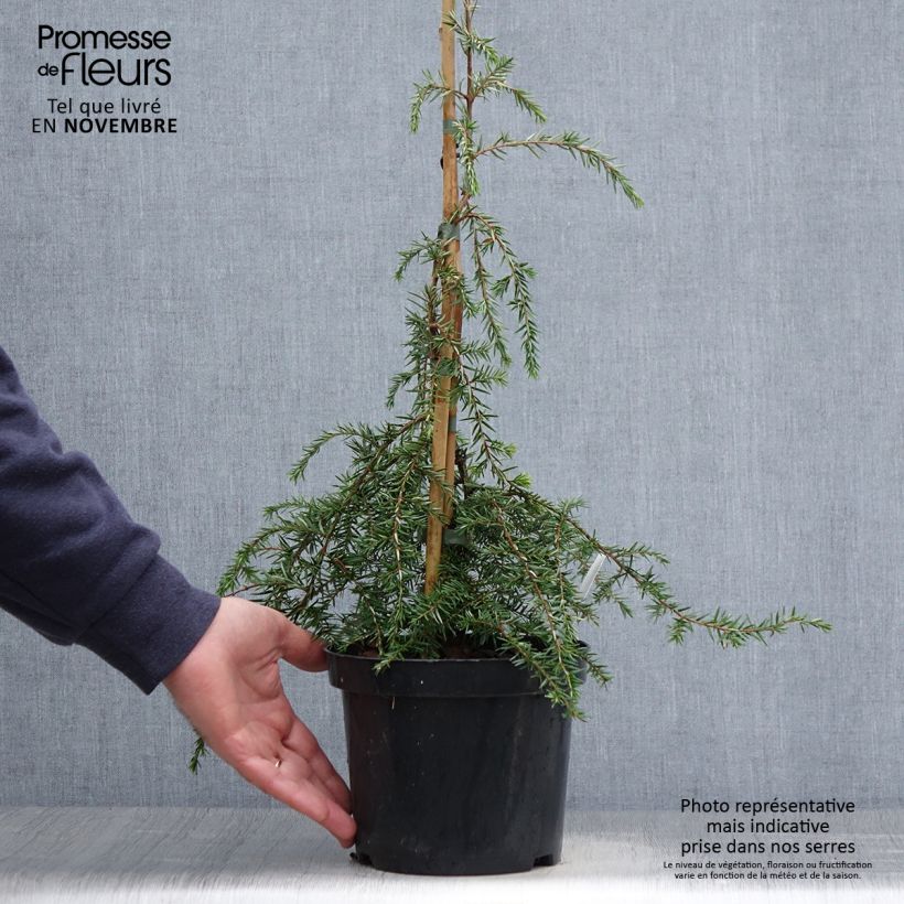 Exemplar von Tsuga canadensis Pendula - Hemlockstanne Topf mit 2L/3L wie im Herbst geliefert