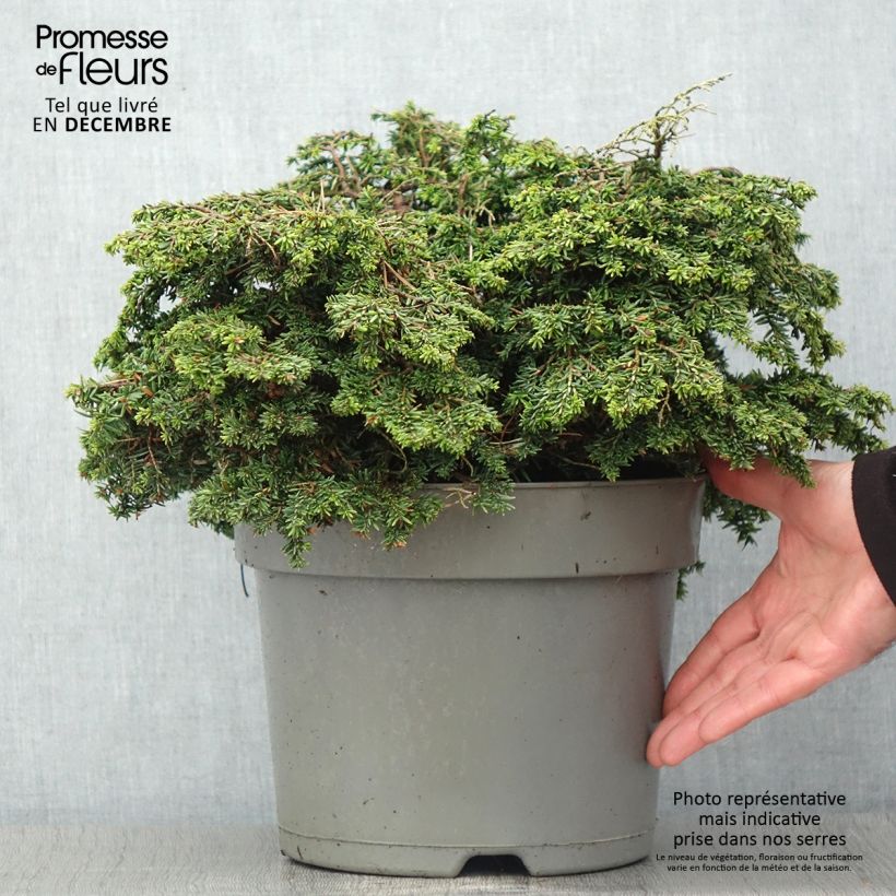Exemplar von Tsuga canadensis Popeleski - Hemlockstanne Topf mit 7,5L/10L wie im Herbst geliefert