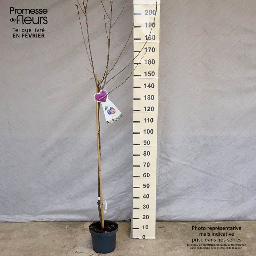 Exemplar von Pflaume Hauszwetsche - Prunus domestica Topf mit 7,5L/10L, Halbstamm wie im Winter geliefert