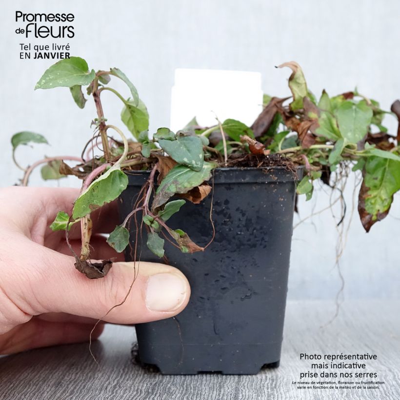 Exemplar von Kleine Braunelle - Prunella vulgaris Kleine Töpfe von 8/9 cm wie im Winter geliefert