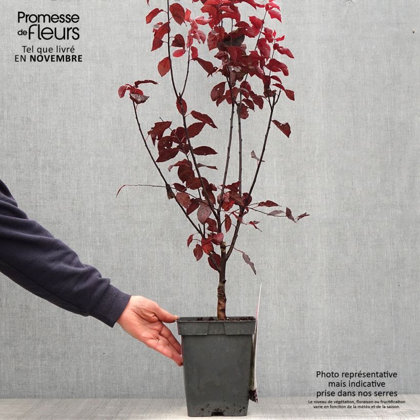Exemplar von Kirsch-Pflaume Nigra - Prunus cerasifera Topf mit 4L/5L wie im Herbst geliefert
