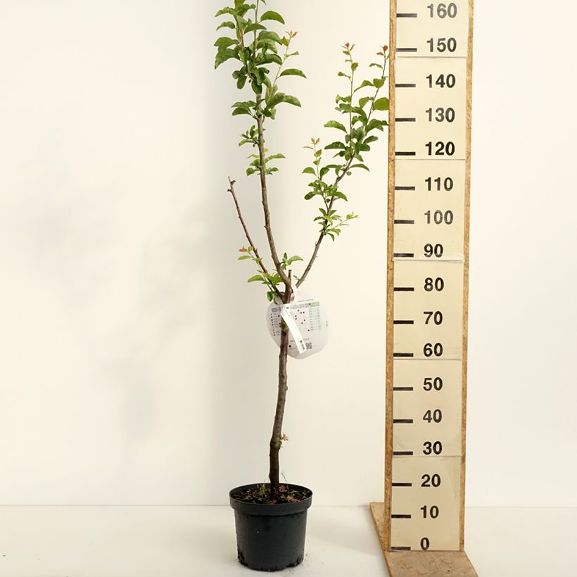 Exemplar von Pflaume Altesse Double - Prunus domestica Topf mit 7,5L/10L, Gobelet-Form wie im Frühjahr geliefert