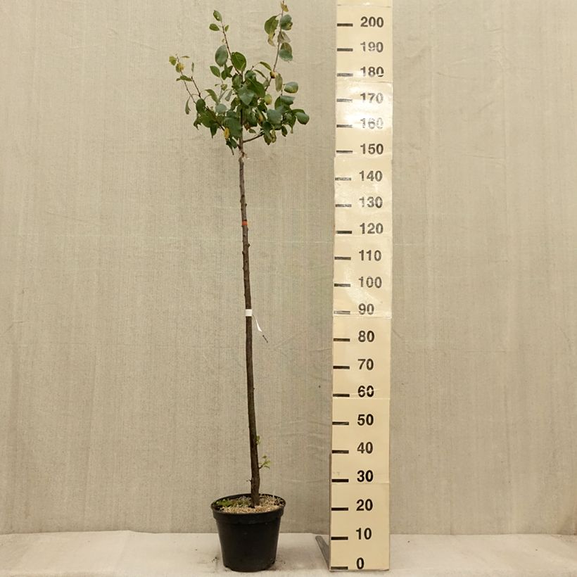 Exemplar von Pflaume Bleue de Belgique - Prunus domestica Topf mit 7,5L/10L, Halbstamm wie im Herbst geliefert