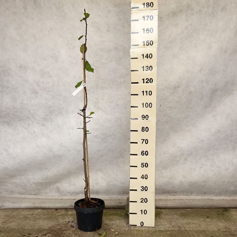 Exemplar von Pflaume zwetschge Quetsche toronto - Prunus domestica Topf mit 6L/7L, Säulenförmig wie im Herbst geliefert
