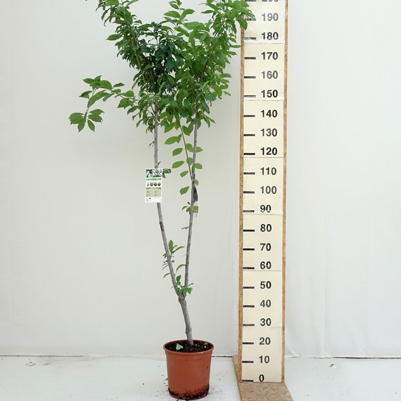 Exemplar von Pflaume Black Amber und Golden Japan Duo - Prunus domestica Topf mit 7,5L/10L wie im Sommer geliefert