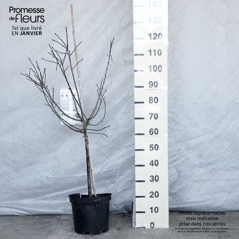 Exemplar von Mirabellenbaum Mirabelle de Metz - Prunus Topf mit 7,5L/10L, Gobelet-Form wie im Winter geliefert