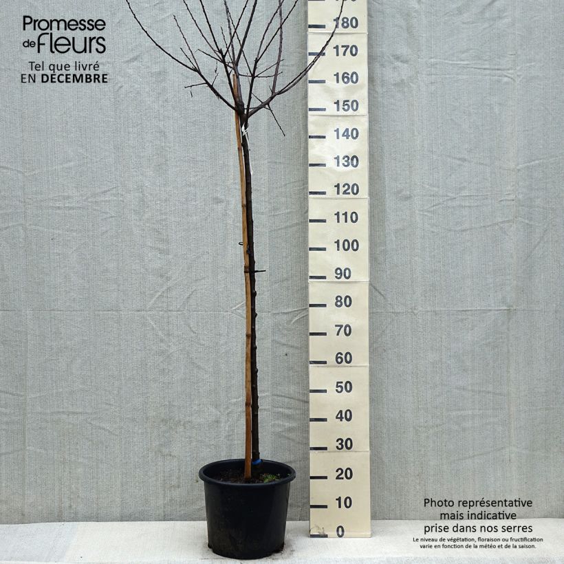 Exemplar von Mirabellenbaum Mirabelle de Nancy - Prunus Topf mit 7,5L/10L, Halbstamm wie im Winter geliefert